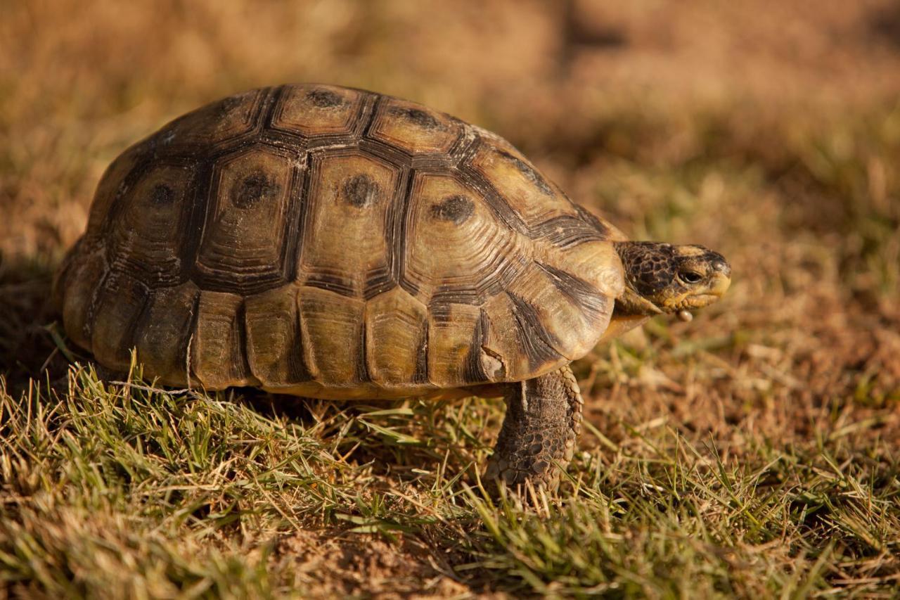 לאנגבאן Tortoise Trail Lodge מראה חיצוני תמונה