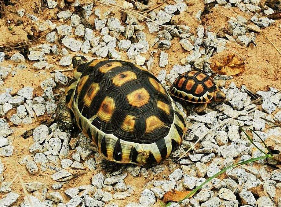 לאנגבאן Tortoise Trail Lodge מראה חיצוני תמונה